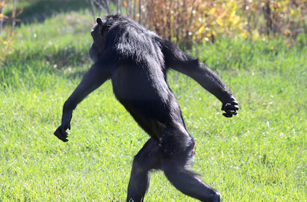 How Long Does It Take for a Chimpanzee to Walk?