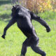 How Long Does It Take for a Chimpanzee to Walk?