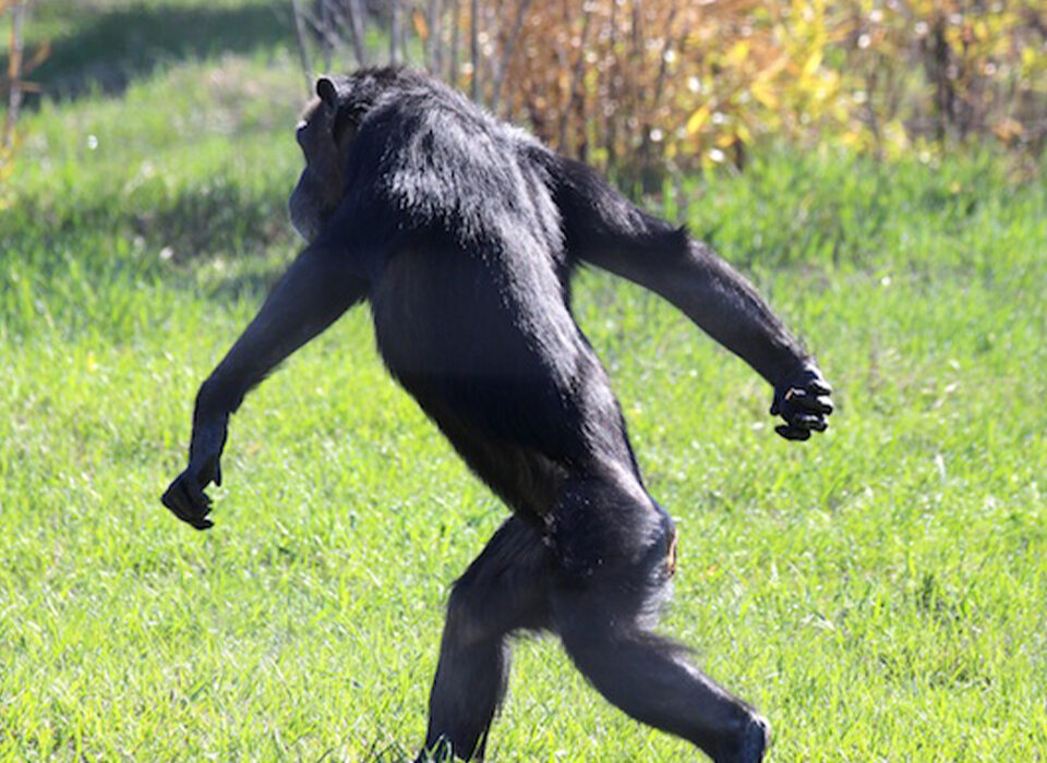 How Long Does It Take for a Chimpanzee to Walk?