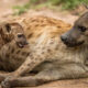 Where to See Spotted Hyenas in Uganda