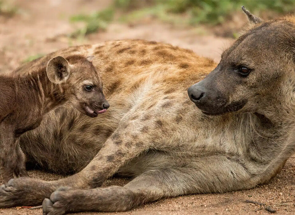 Where to See Spotted Hyenas in Uganda