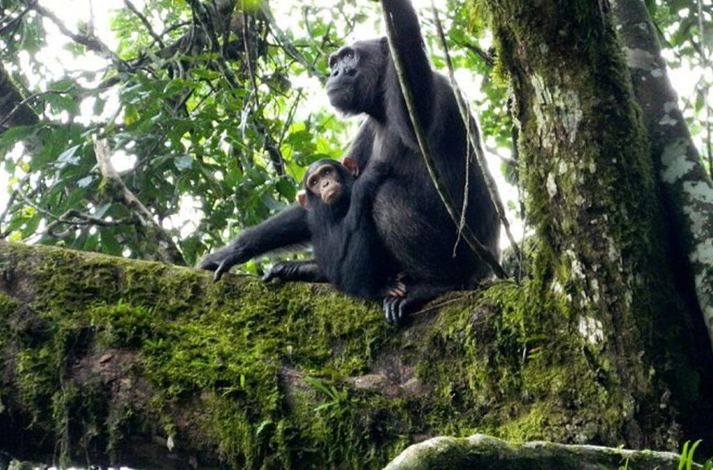 What to Pack for Chimpanzee Trekking in Kalinzu Forest