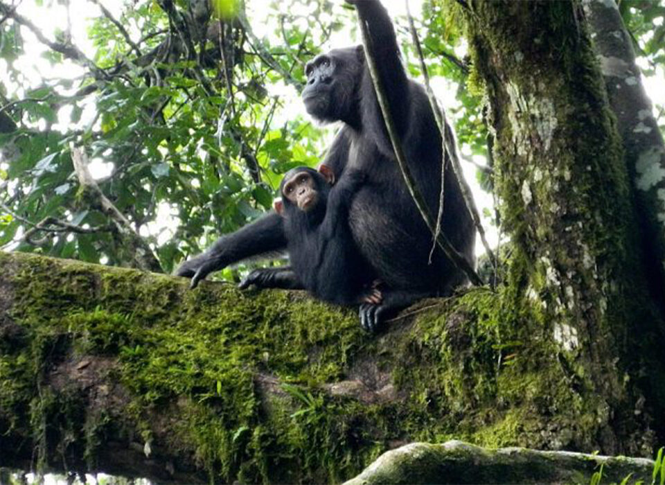 What to Pack for Chimpanzee Trekking in Kalinzu Forest