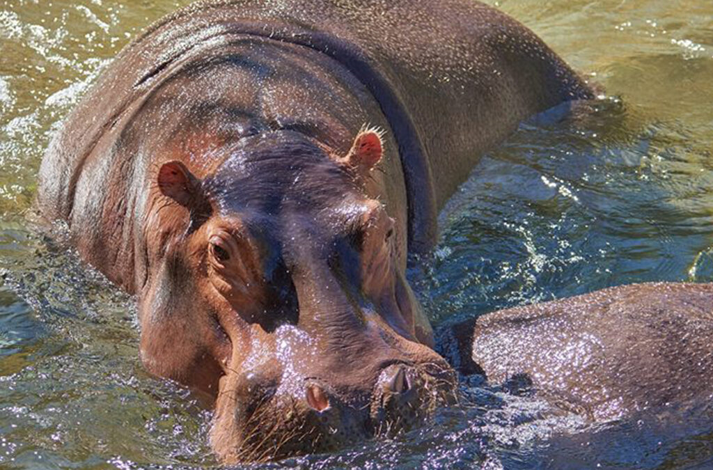 Top Safari Destinations in Northern Uganda