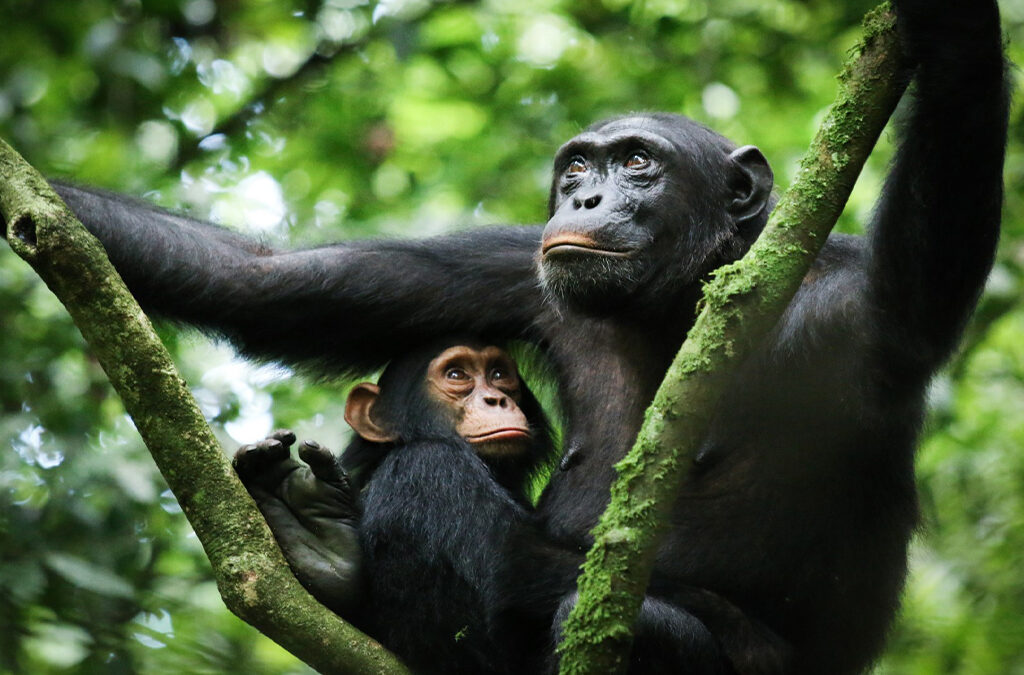 Why Kibale Forest Is Africa’s Primate Capital