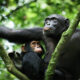 Why Kibale Forest Is Africa’s Primate Capital