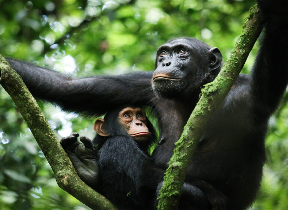 Why Kibale Forest Is Africa’s Primate Capital