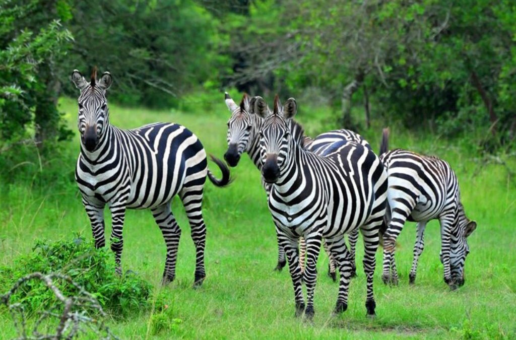 Frequently Asked Questions About Lake Mburo National Park