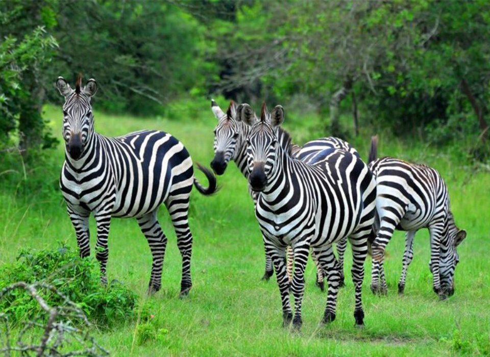 Frequently Asked Questions About Lake Mburo National Park