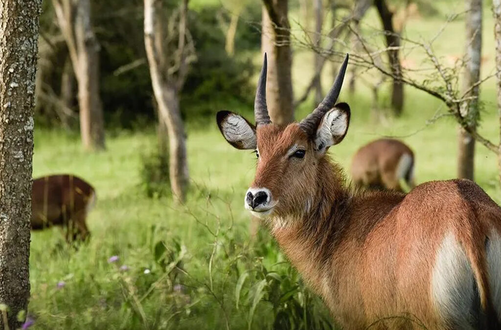 The 4 Must-Visit Places in Uganda