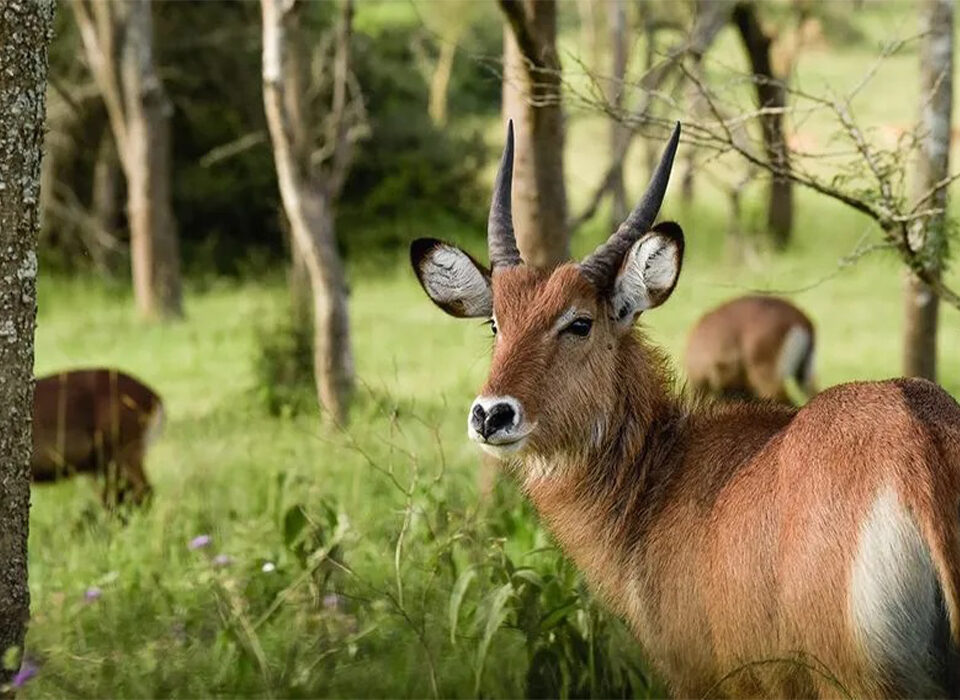 The 4 Must-Visit Places in Uganda