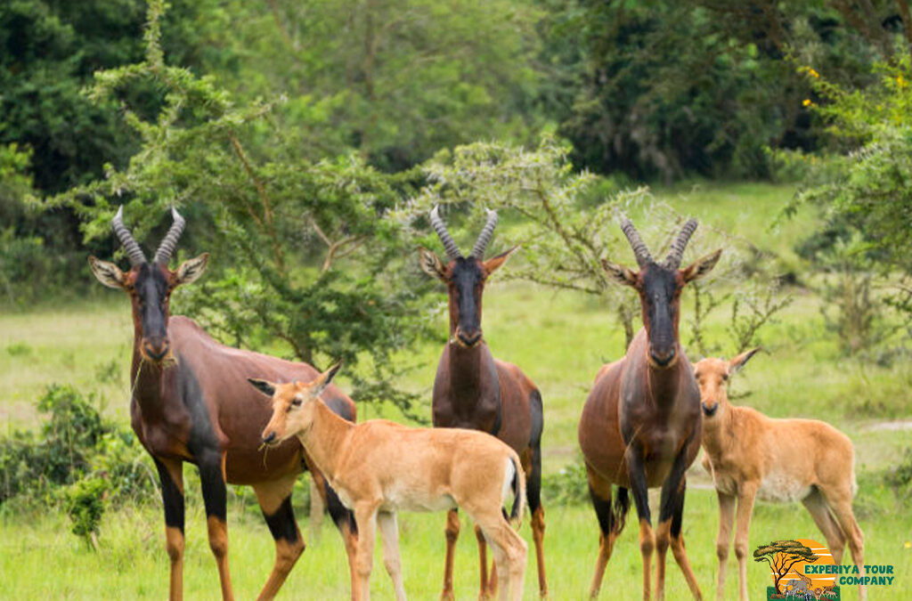 Which National Park in Uganda Is the Least Crowded?