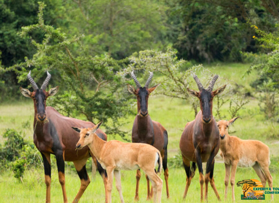Which National Park in Uganda Is the Least Crowded?