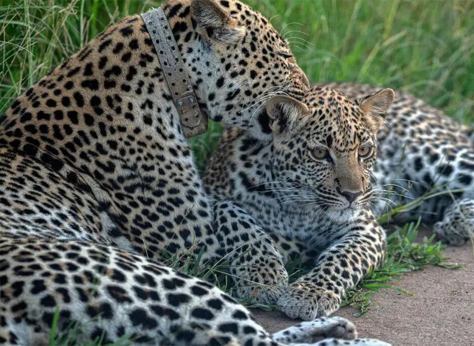 Tips for Spotting Lions and Leopards in Uganda