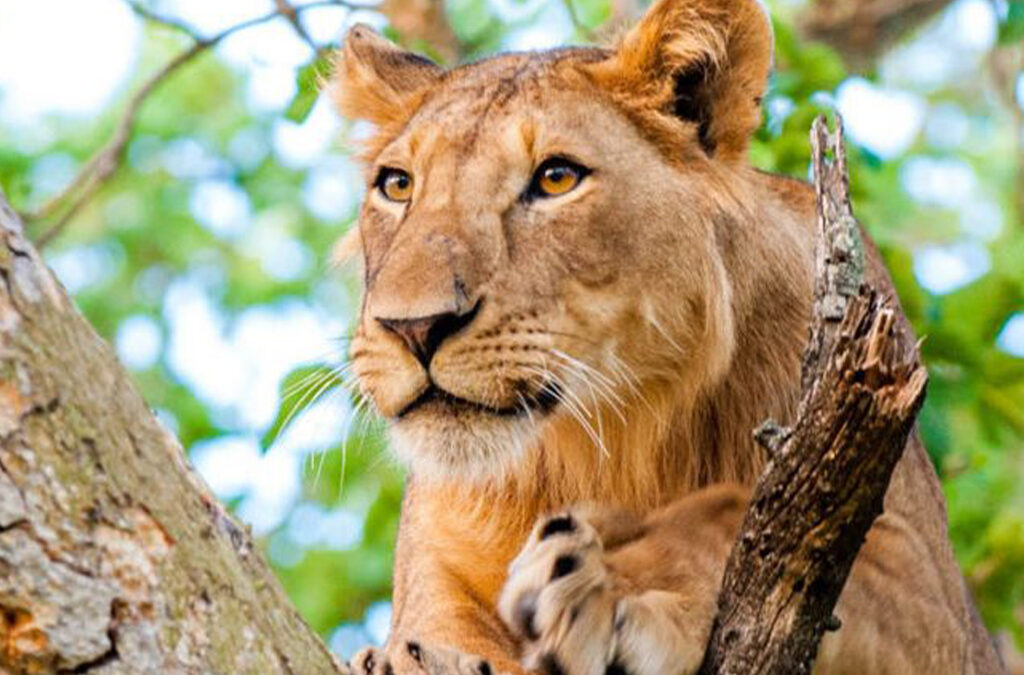 What Is the Best Time to See Lions in Uganda?