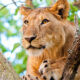 What Is the Best Time to See Lions in Uganda?