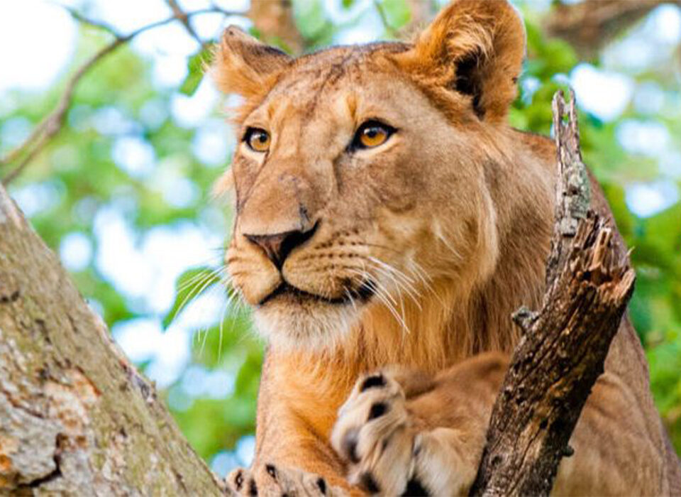 What Is the Best Time to See Lions in Uganda?