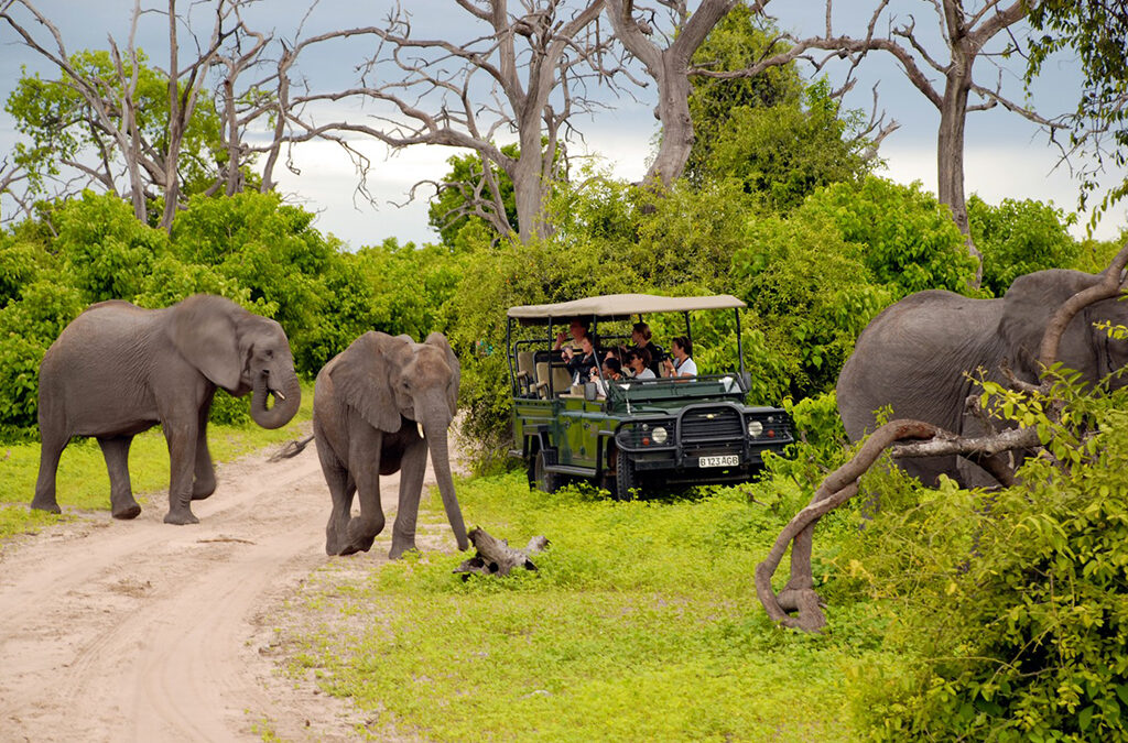 What Makes a Safari Truly Luxurious in Africa?