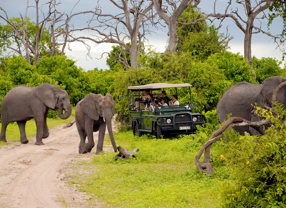 What Makes a Safari Truly Luxurious in Africa?