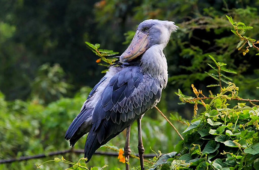When Is the Best Time to See the Shoebill Stork in Mabamba Wetland?