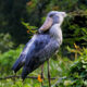 When Is the Best Time to See the Shoebill Stork in Mabamba Wetland?