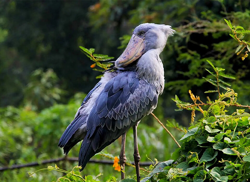 When Is the Best Time to See the Shoebill Stork in Mabamba Wetland?