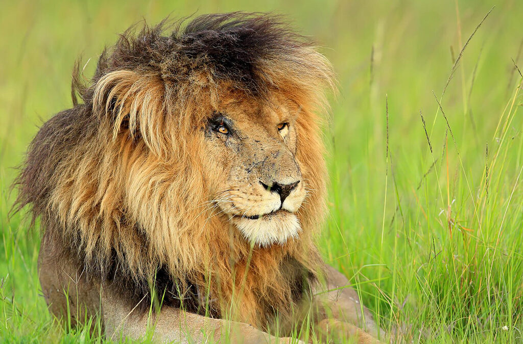 Why is the Masai Mara considered a bucket list safari destination?