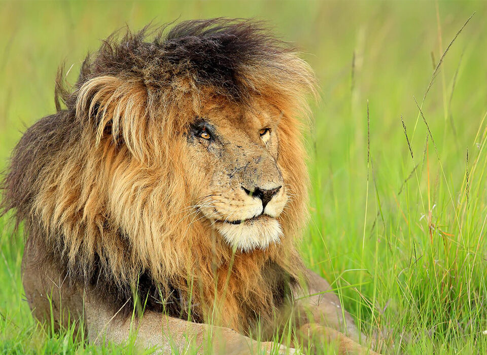Why is the Masai Mara considered a bucket list safari destination?