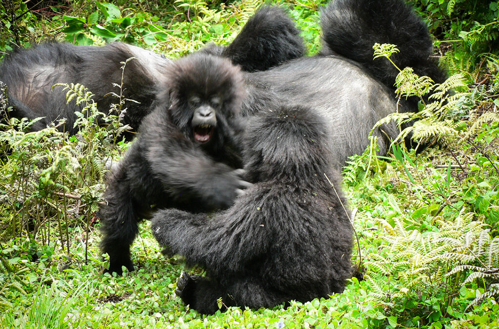 What to expect when you visit gorillas in Rwanda