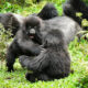 What to expect when you visit gorillas in Rwanda