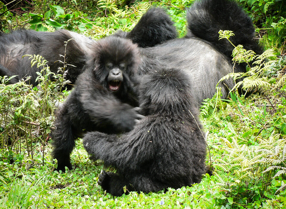 What to expect when you visit gorillas in Rwanda