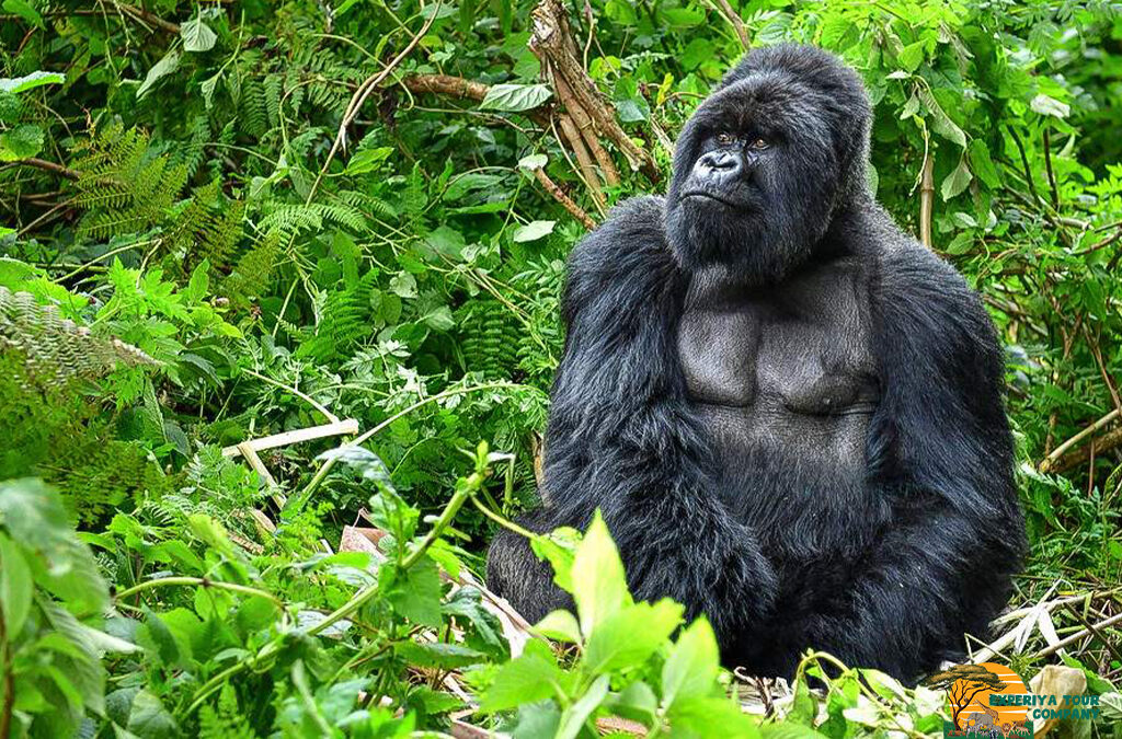 Photographer’s Guide to Capturing Mountain Gorillas in Rwanda