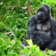 Photographer’s Guide to Capturing Mountain Gorillas in Rwanda