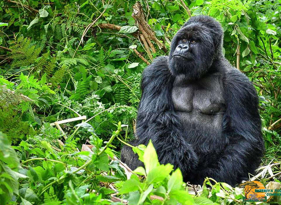 Photographer’s Guide to Capturing Mountain Gorillas in Rwanda