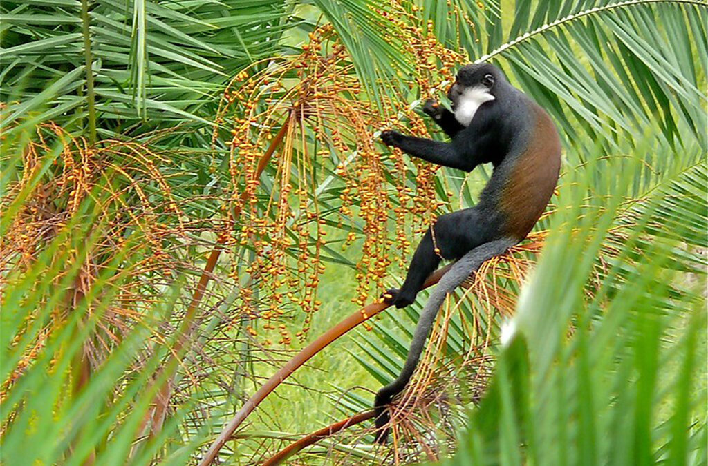 Top Primate Species Found in Uganda and Rwanda