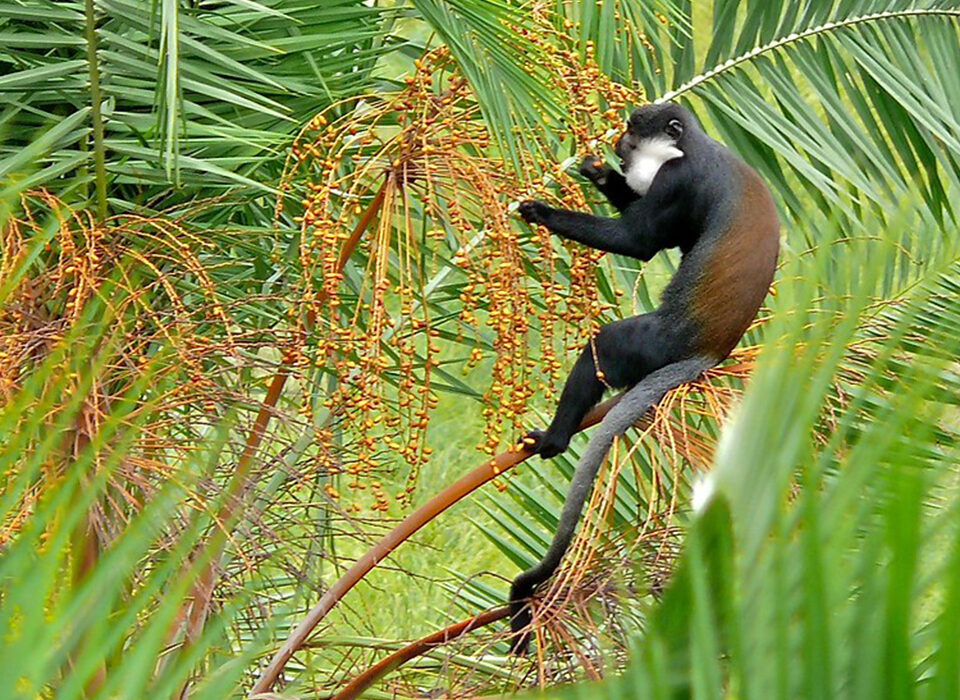 Top Primate Species Found in Uganda and Rwanda