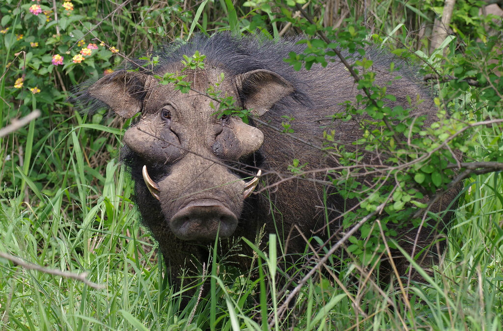 Rare Mammals Found in Uganda