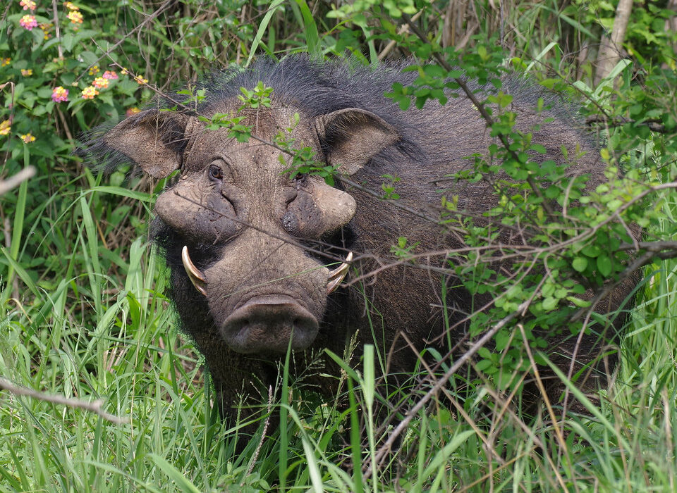 Rare Mammals Found in Uganda