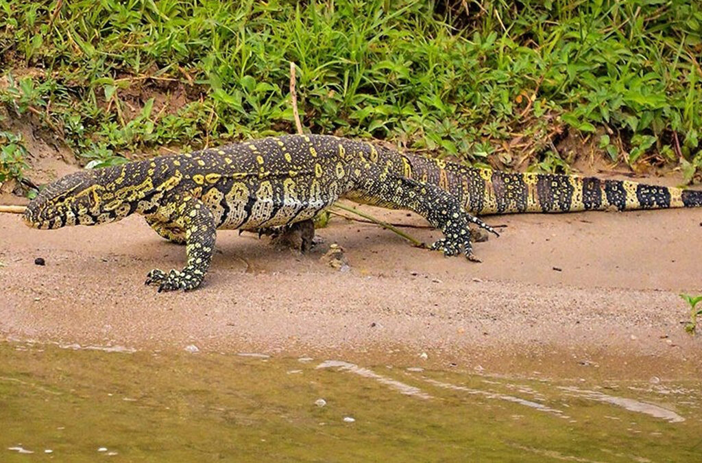 Reptile Safaris in Uganda