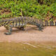 Reptile Safaris in Uganda