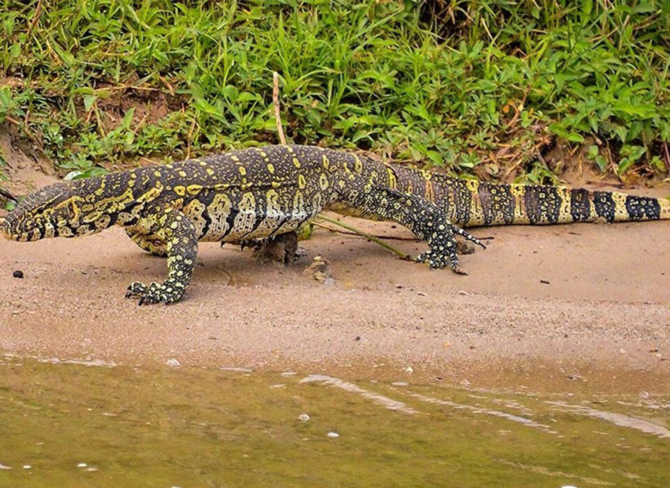 Reptile Safaris in Uganda