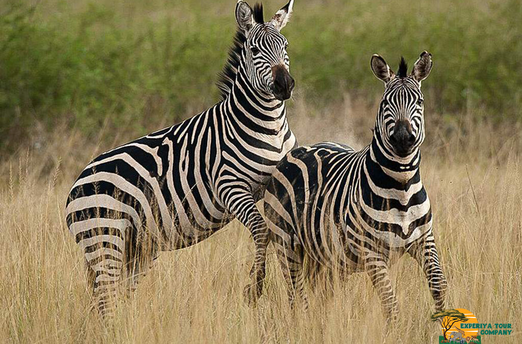 Which Month Offers the Best Game Viewing in Rwanda?