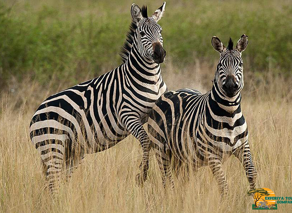 Which Month Offers the Best Game Viewing in Rwanda?