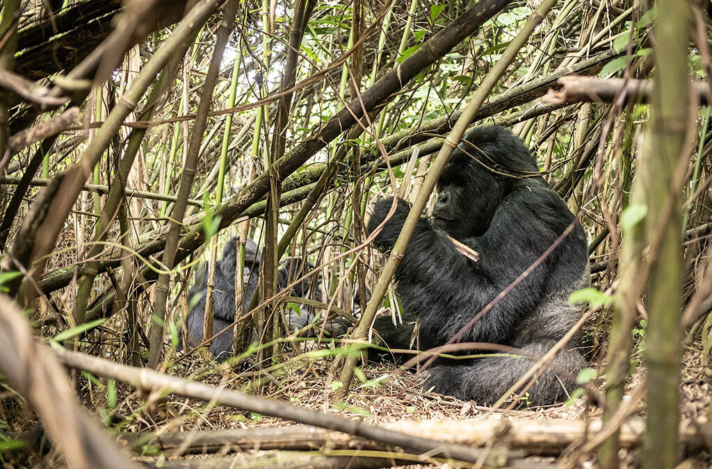 What You Need to Know About Silverback Gorillas in Rwanda