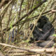 What You Need to Know About Silverback Gorillas in Rwanda
