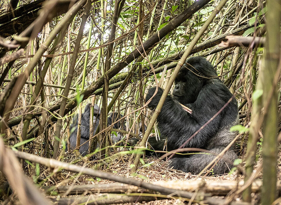 What You Need to Know About Silverback Gorillas in Rwanda