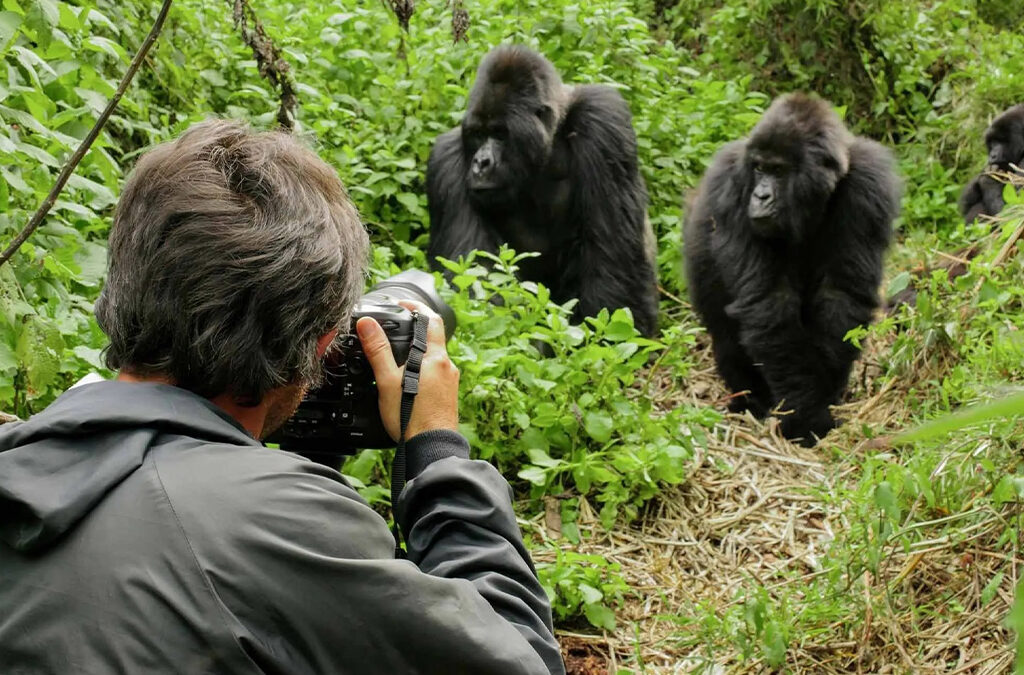 10 Tips to Save on Your Gorilla Safari