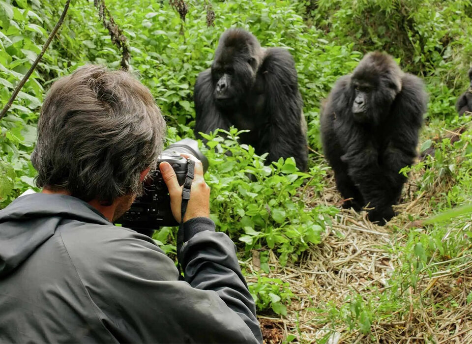 10 Tips to Save on Your Gorilla Safari
