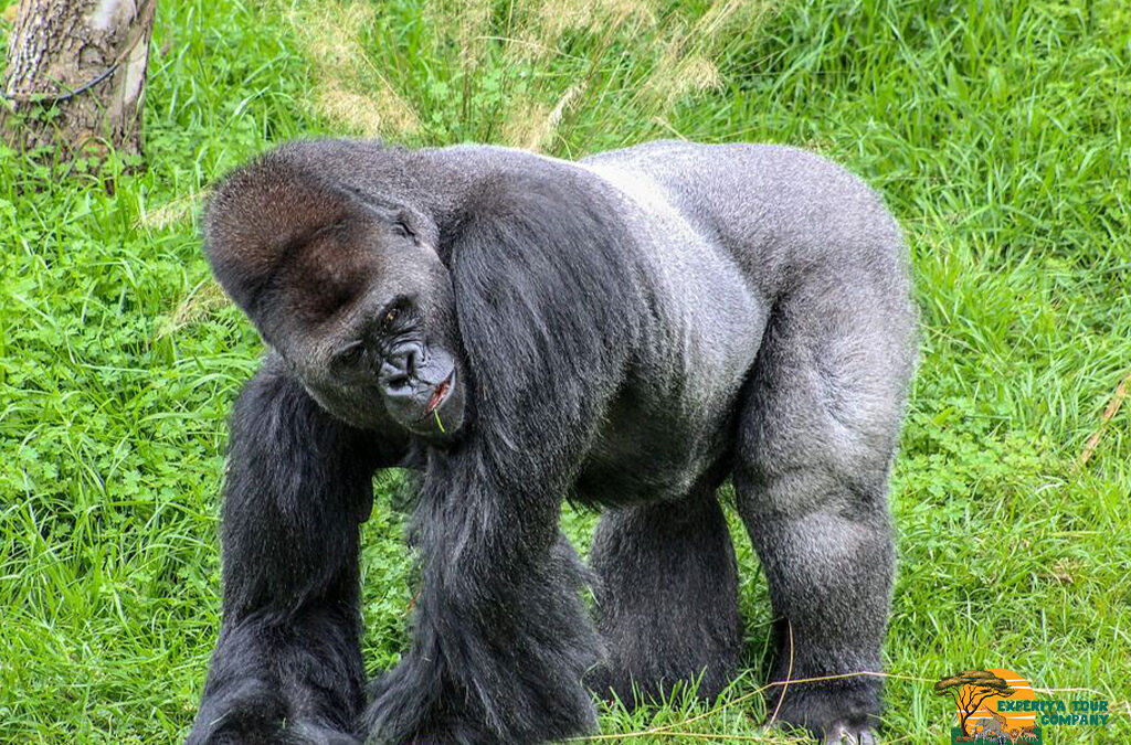 How Many Types of Gorillas Exist in Uganda?