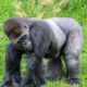How Many Types of Gorillas Exist in Uganda?